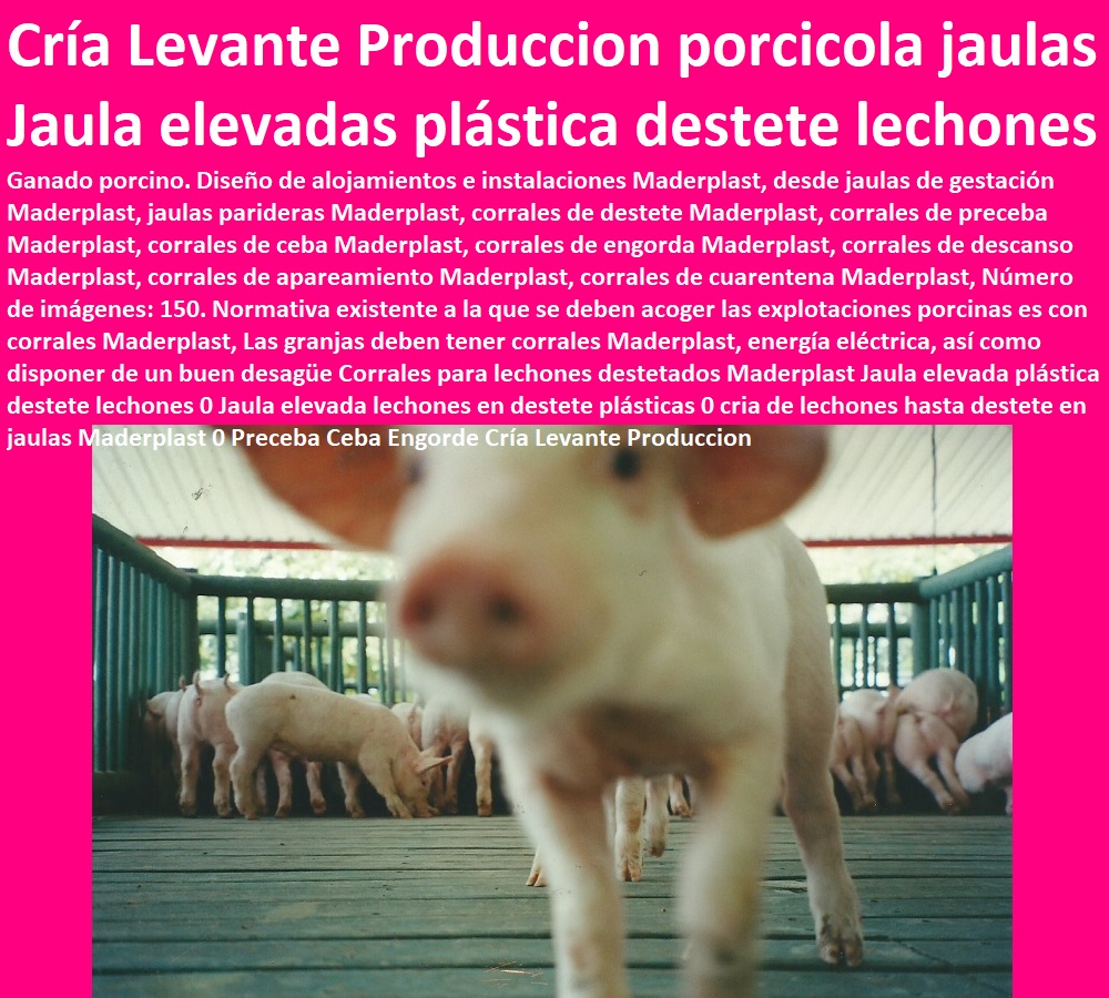 Corrales para lechones destetados Maderplast Jaula elevada plástica destete lechones 0 Jaula elevada lechones en destete plásticas 0 cria de lechones hasta destete en jaulas Maderplast 0 Preceba Ceba Engorde Cría Levante Produccion 0 Corrales para lechones destetados Maderplast Jaula elevada plástica destete lechones 0 Jaula elevada lechones en destete plásticas 0 cria de lechones hasta destete en jaulas Maderplast 0 Preceba Ceba Engorde Cría Levante Produccion 0